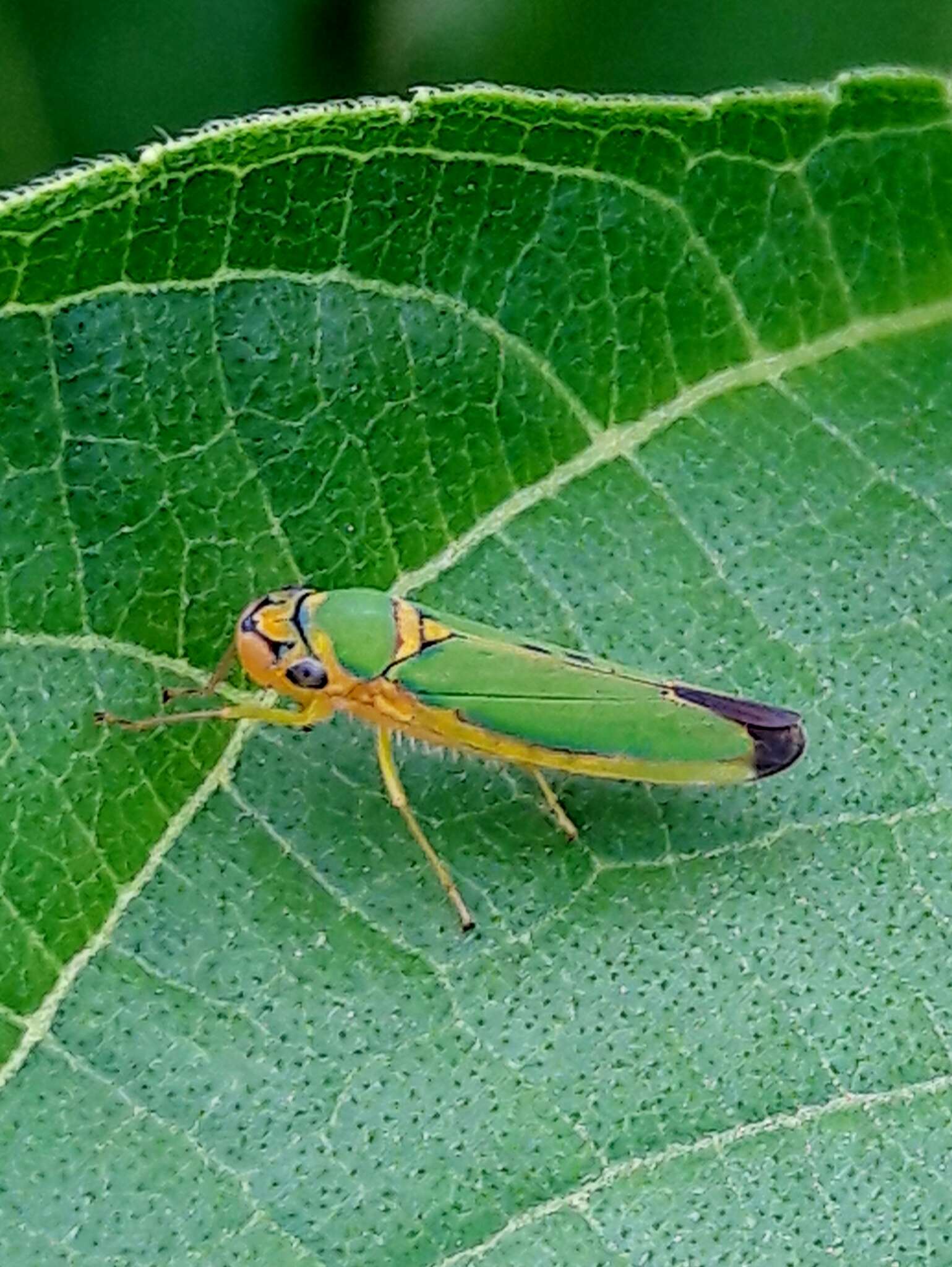 Plancia ëd Catagonalia conjunctula (Osborn 1926)