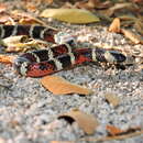 Image of Ecuador Coral Snake