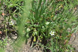 Imagem de Phemeranthus napiformis (DC.) Ocampo