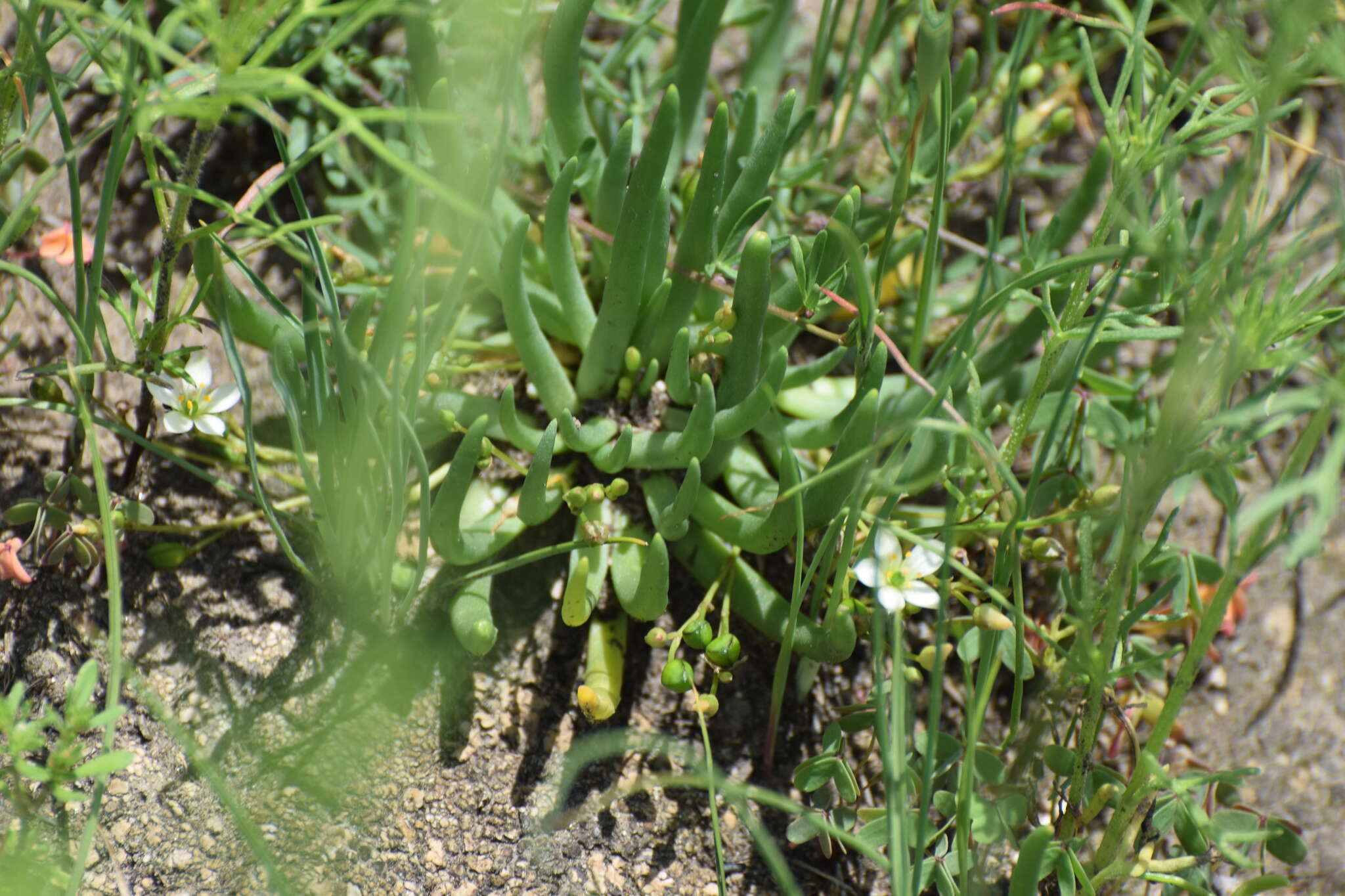 Imagem de Phemeranthus napiformis (DC.) Ocampo