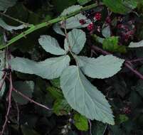 Sivun Rubus elegantispinosus (Schumacher) H. E. Weber kuva