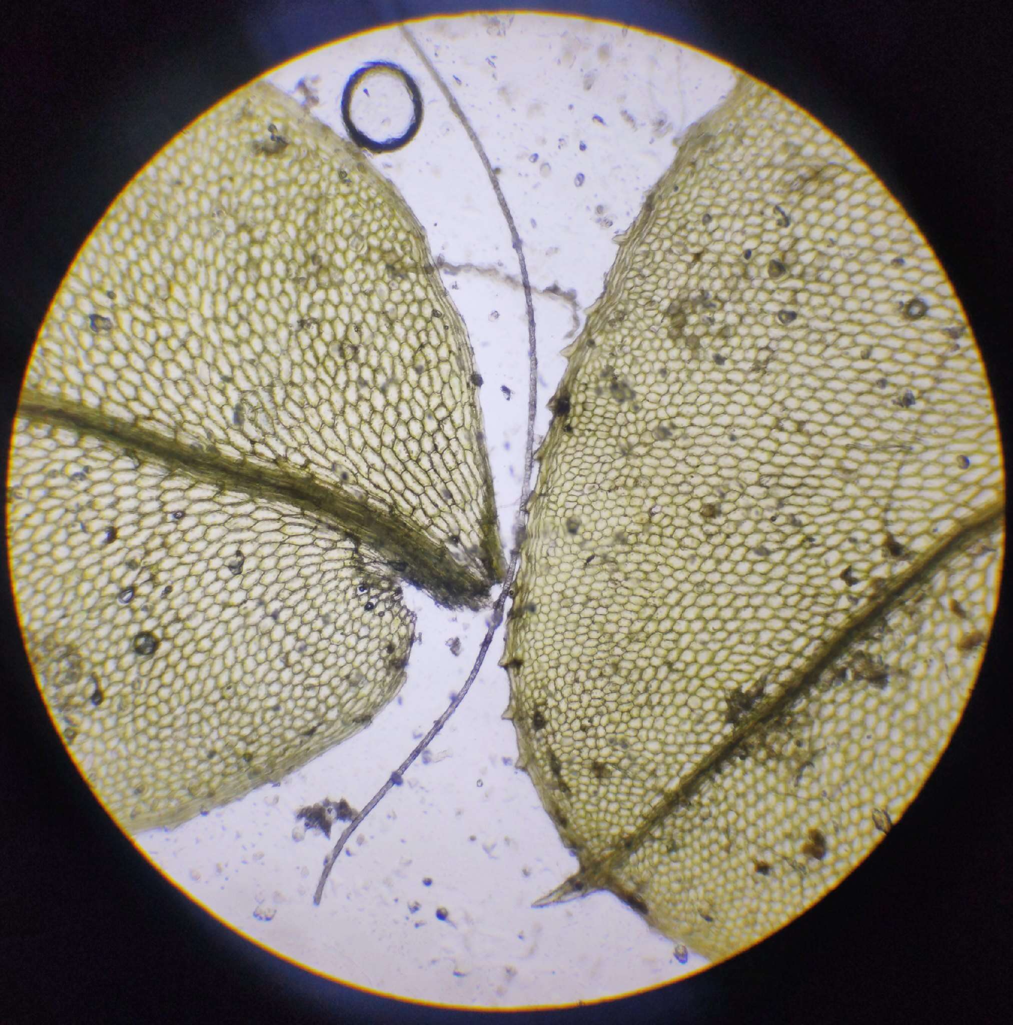 Image of elliptic plagiomnium moss