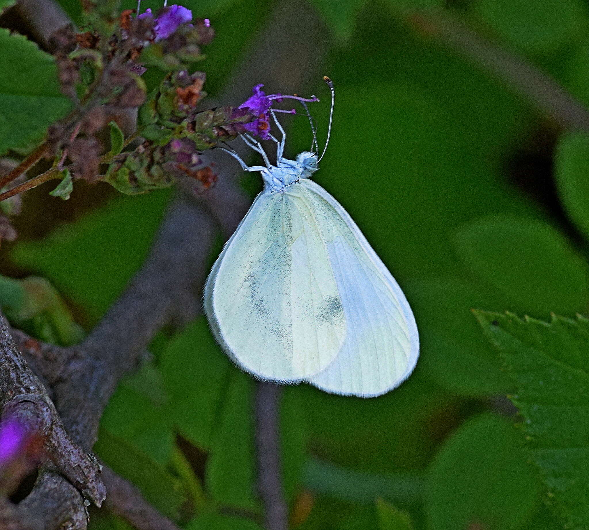 Image of Wood White