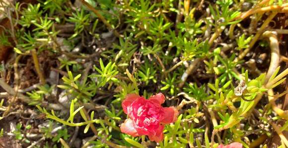 Image of Moss-rose Purslane