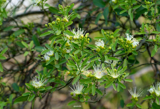 Image of Anisocapparis Cornejo & Iltis 2008