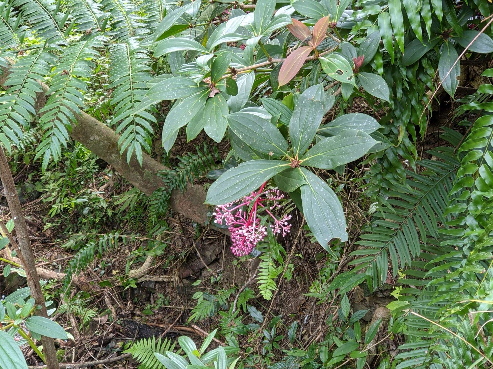 Слика од Medinilla formosana Hayata