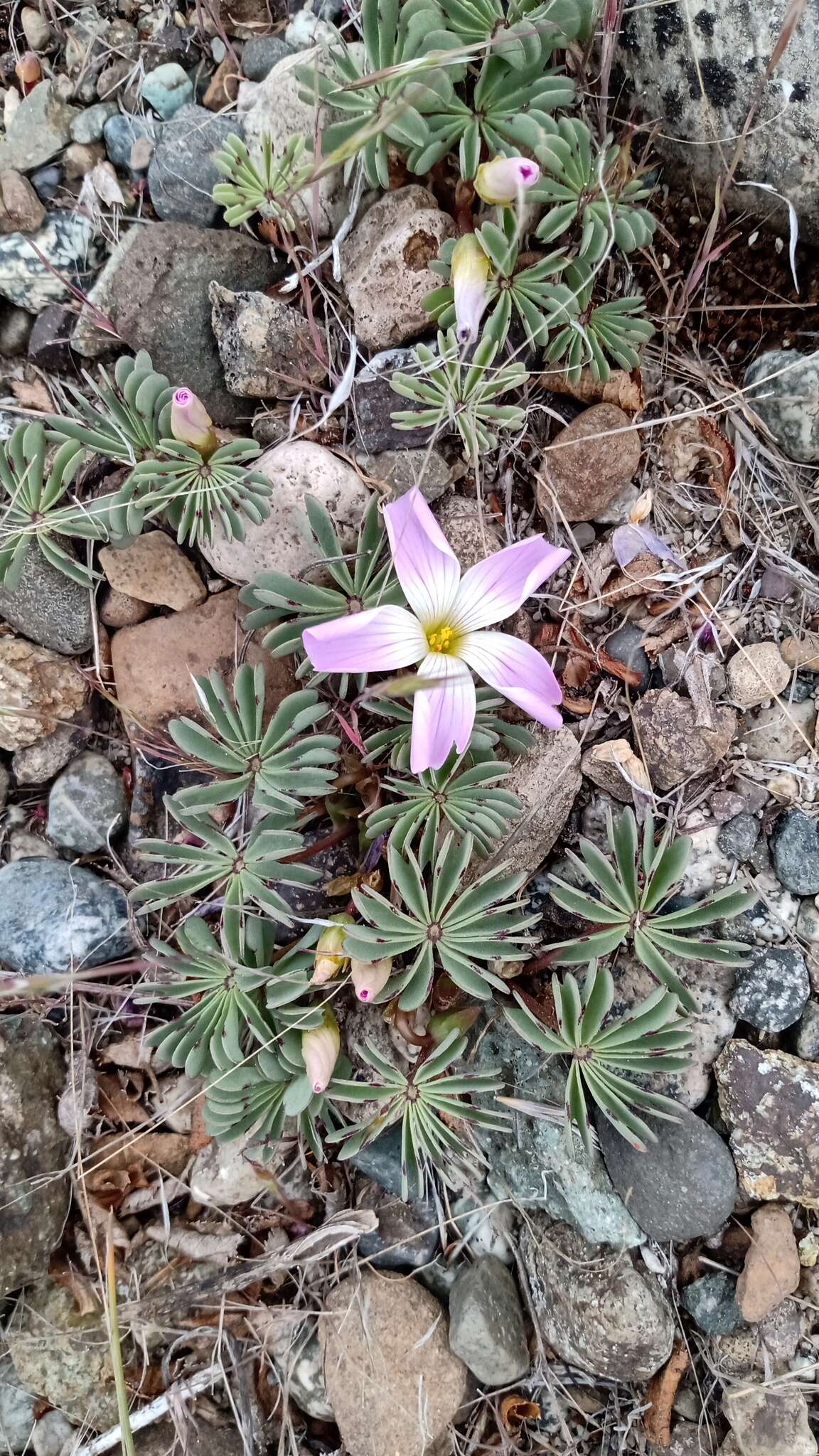 Слика од Oxalis adenophylla Gill.