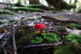 Image de Hygrocybe firma (Berk. & Broome) Singer 1958