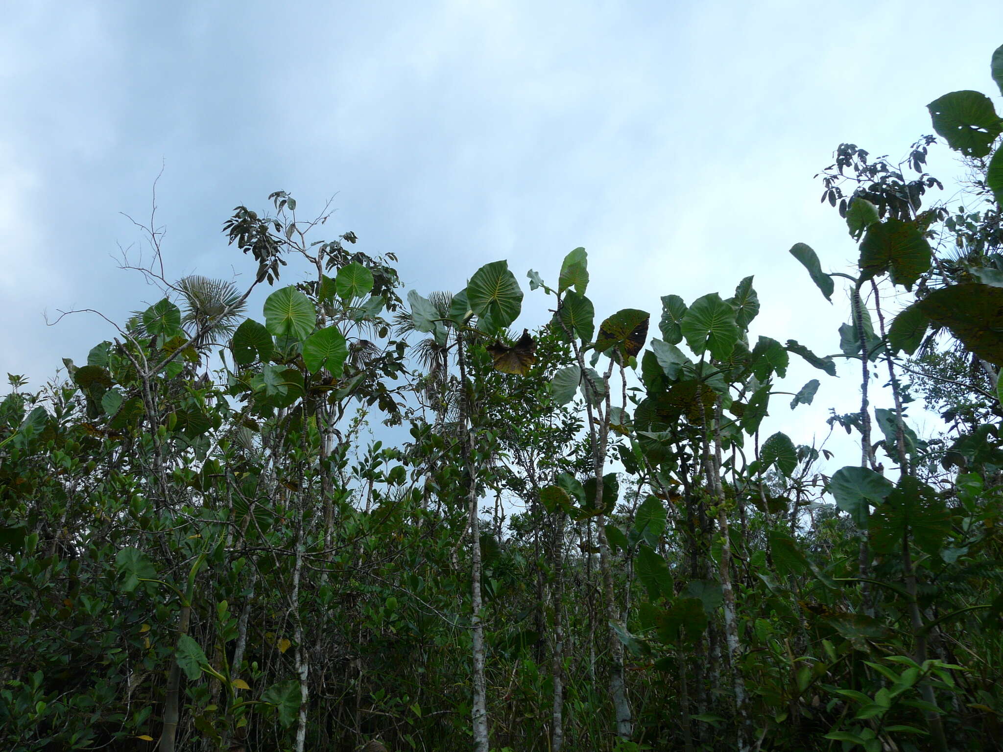 Montrichardia linifera (Arruda) Schott的圖片