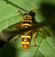 Image of Yellowjacket Hover Fly