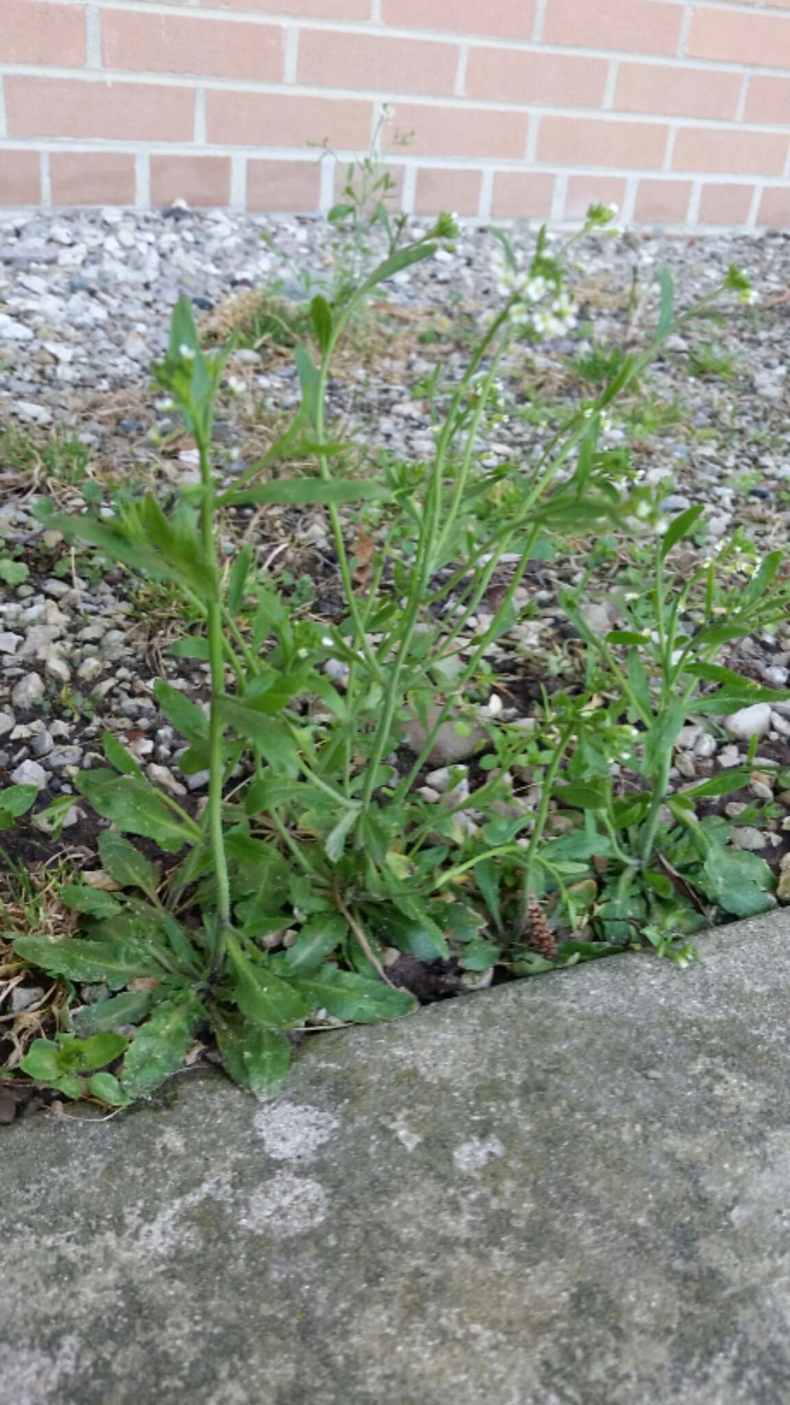 Image of Mouse-ear Cress