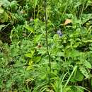 Image of Delphinium schmalhausenii Albov.