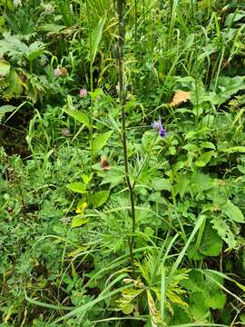 Delphinium schmalhausenii Albov.的圖片