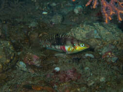 Image of Clouded rainbow fish