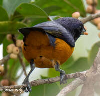 Euphonia rufiventris (Vieillot 1819)的圖片