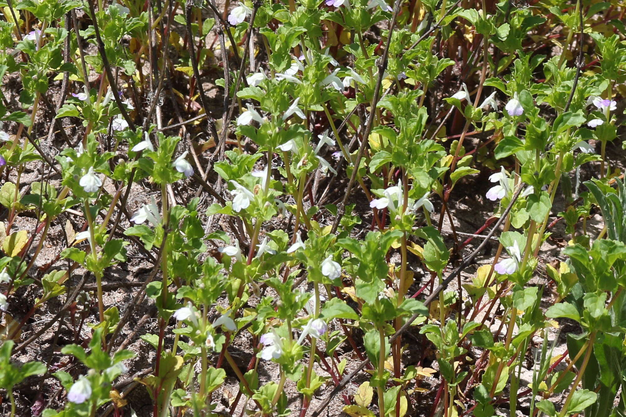 Image of San Diego thorn-mint