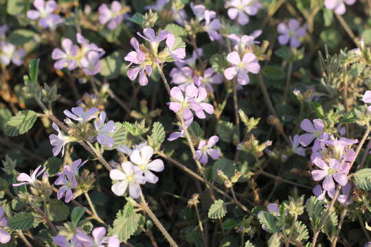 Слика од Melochia hermannioides A. St.-Hil.