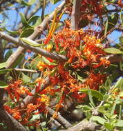 Image of Matches mistletoe