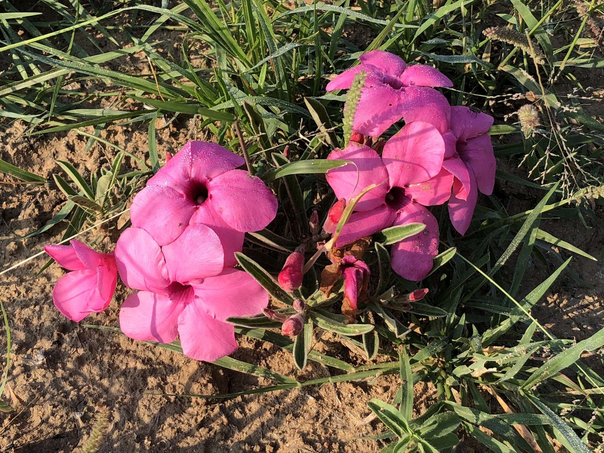 Image de Adenium obesum subsp. swazicum (Stapf) G. D. Rowley