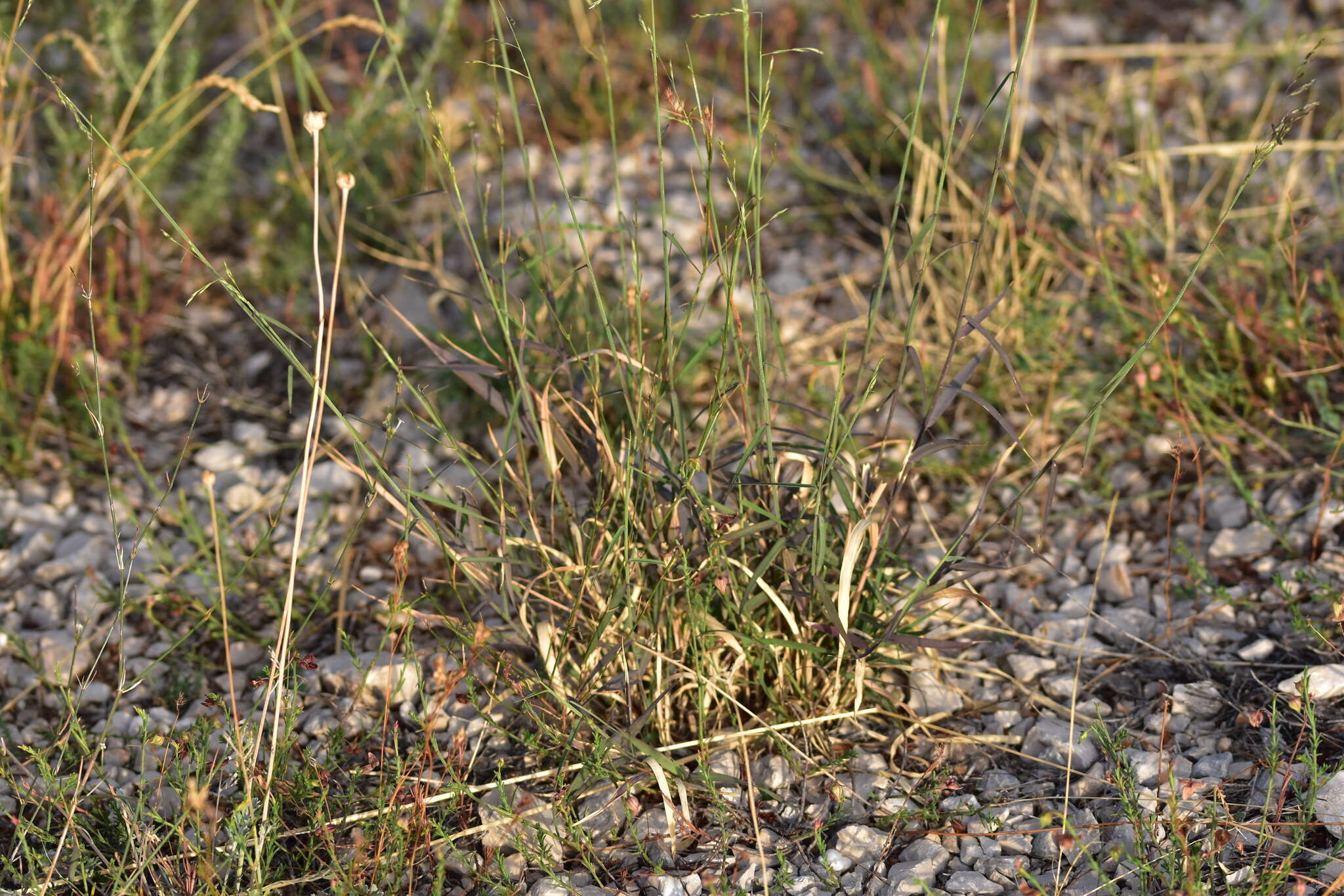 Plancia ëd Cleistogenes serotina (L.) Keng