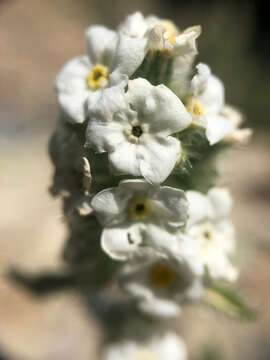 Oreocarya celosioides Eastw. resmi