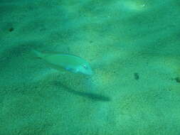 Image of Cleaver Wrasse