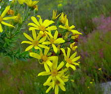 Image of Osteospermum corymbosum L.