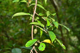 Image de Actinidia callosa var. discolor C. F. Liang