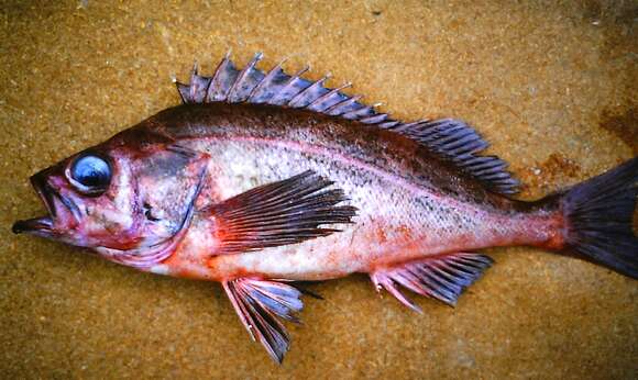 Image of Bank rockfish