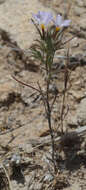 Image of Tehachapi woollystar