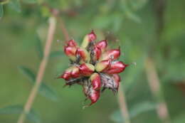 Plancia ëd Astragalus uliginosus L.