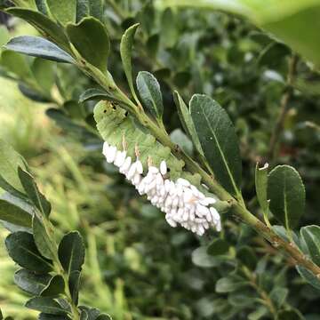 Cotesia congregata bracovirus resmi