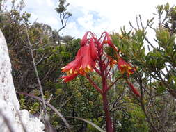 Image of Tasmanian Christmas Bell