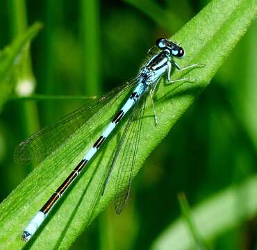 Imagem de Coenagrion resolutum (Selys 1876)