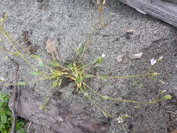 Plancia ëd Holosteum umbellatum subsp. umbellatum