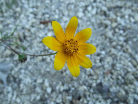 Image of Bidens nudata Brandeg.