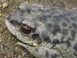 Sivun Rhinella arunco (Molina 1782) kuva