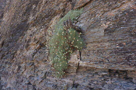 Image of Petrophytum caespitosum subsp. caespitosum