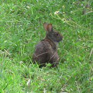 Image of Key Rabbit