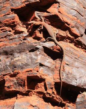 Image of Varanus hamersleyensis Maryan, Oliver & Fitch