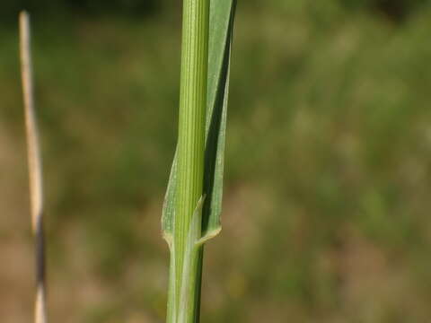 Image of Phleum bertolonii DC.