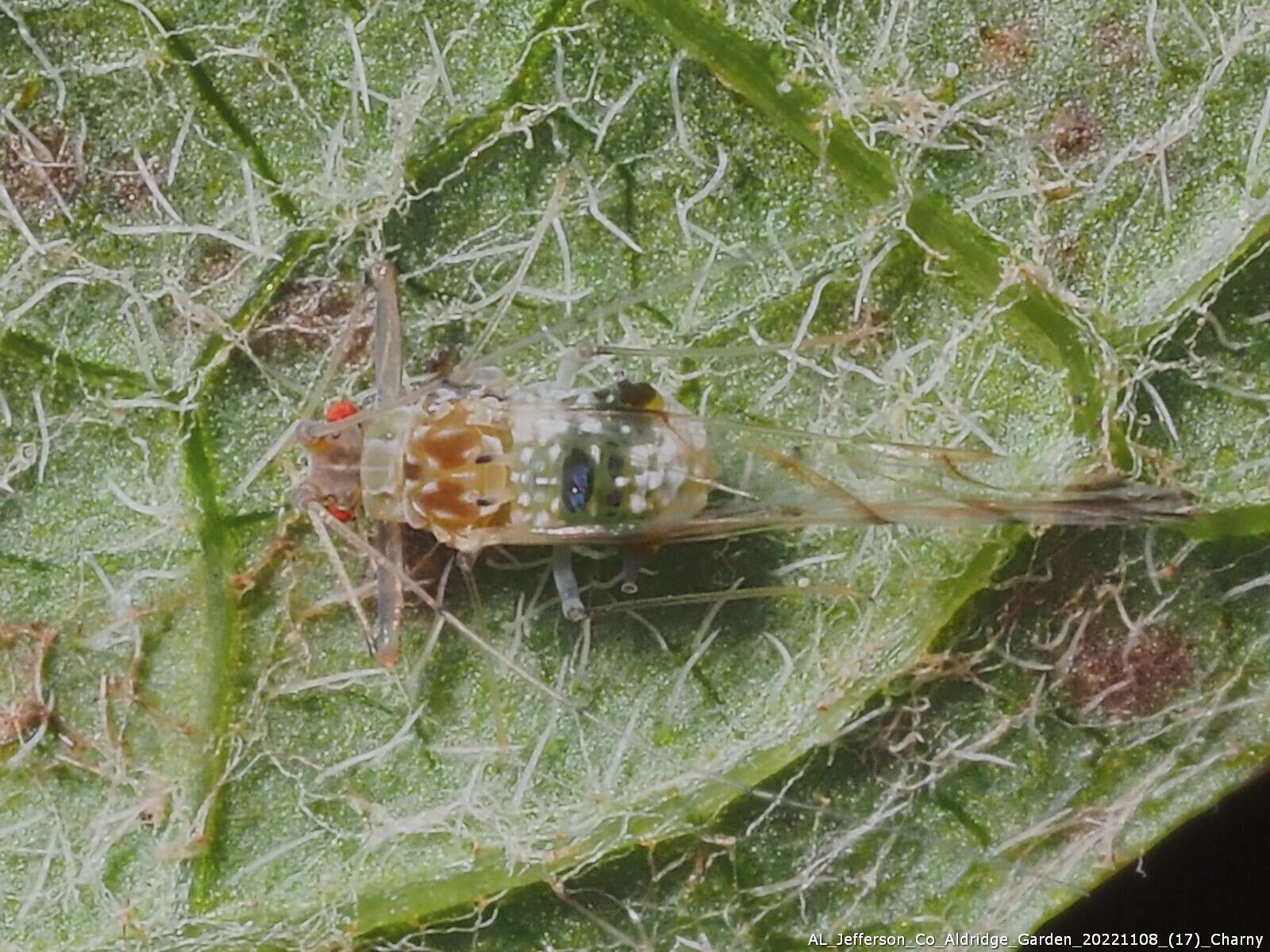 Image of Drepanaphis acerifoliae (Thomas & C. 1878)