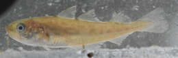 Image of Pacific tomcod