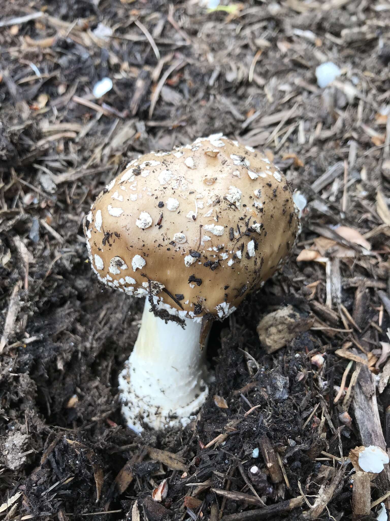 Image of Amanita pantherinoides Murrill 1912