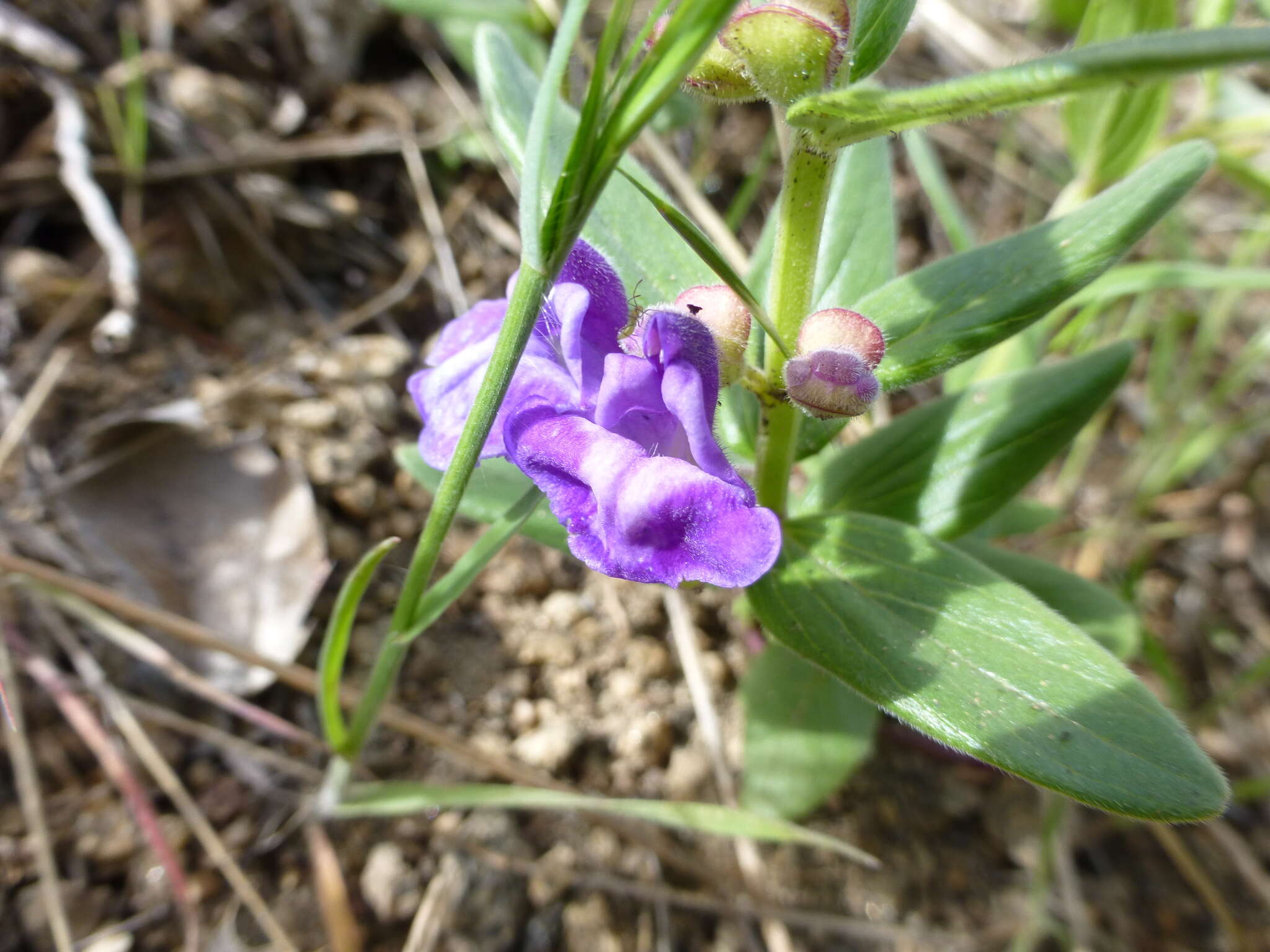 Image de Scutellaria brittonii Porter