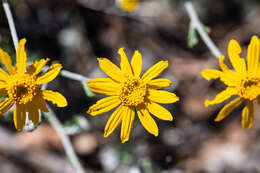 Image of <i>Eriophyllum lanatum</i> var. <i>achilleoides</i> (DC.) Jeps.