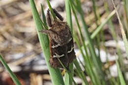 Image of Phymatopus californicus Boisduval 1868