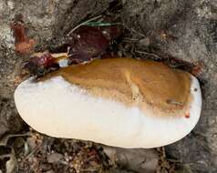 Image of Ganoderma polychromum (Copel.) Murrill 1908