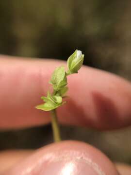 Image of Bacopa innominata (M. Gómez) Alain