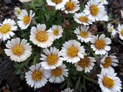 Image of Mex's fleabane